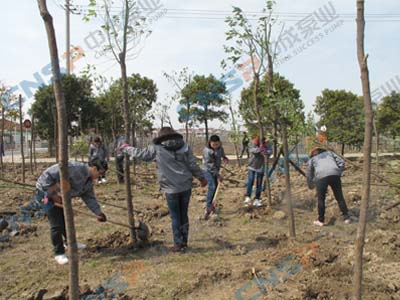 2012.3.12中成泵業植樹節活動報道